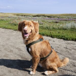 Koda