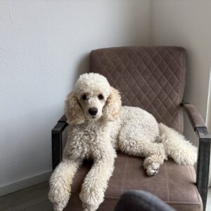 Bram