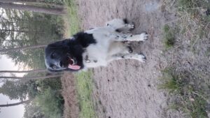 Joep