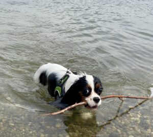 Wandelmaatje achtergrond