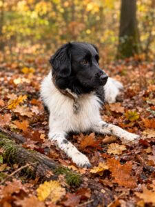 Wandelmaatje achtergrond