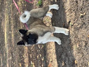 Yuki
