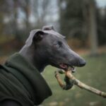 Ebi (bigboyhounds)